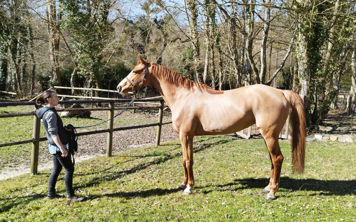 Find Your Horse